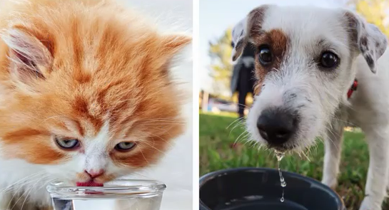 猫咪和狗狗怎样喝水