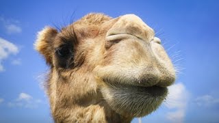 你绝对不知道骆驼是从哪里来的_英语视频听力