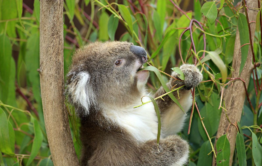 koala