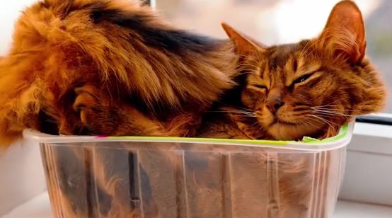 猫咪为什么喜欢卧在箱子里