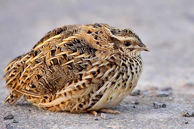 quail 