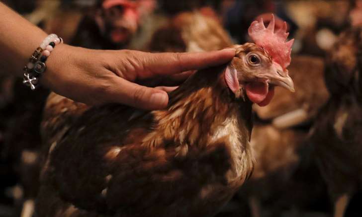 The chicken imported to Africa was detected to be banned from pesticides.jpg