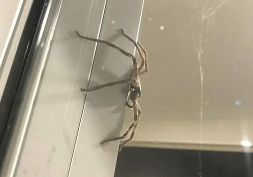 Horror! A giant spider appeared out of the window while an Australian couple was cooking! .jpg