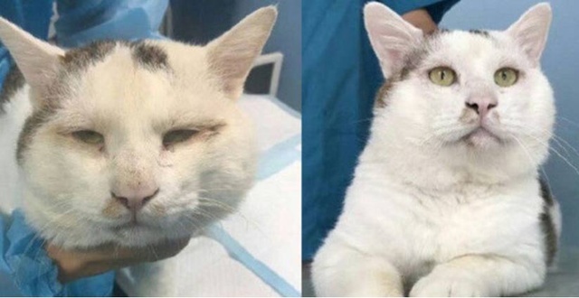 猫咪也割双眼皮? 手术前后简直判若两猫!