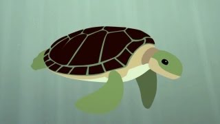 海龟的生存之道