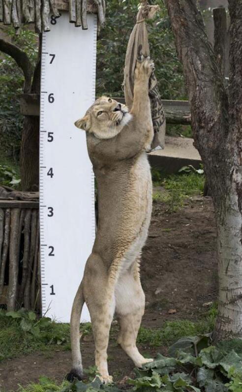 The London Zoo "Census" animals are full of cuteness.jpg