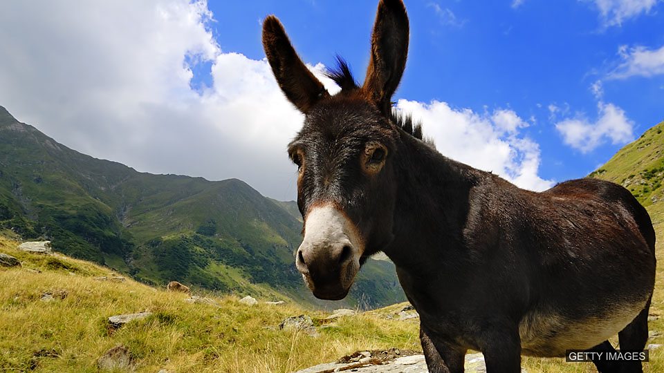 Donkey's years 很長時間.jpg Donkey's years 很長時間.jpg