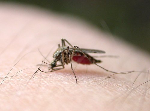 科学家为蚊子接种沃尔巴克氏细菌.jpg