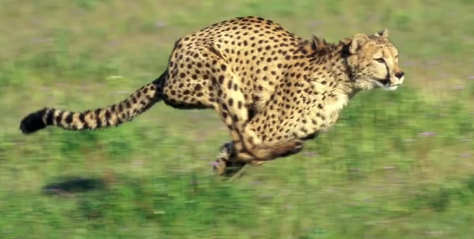 世界上跑得最快的动物 猎豹_英语视频听力