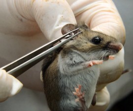 基因改造的老鼠是否可以减少莱姆病?