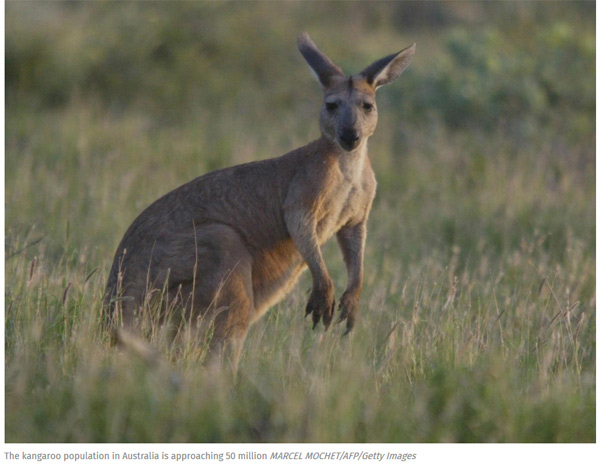 Australia calls on people to eat more kangaroo meat.jpg