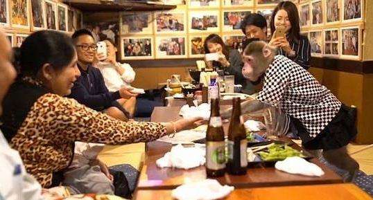 日本一酒馆用猕猴当服务员 香蕉当'工资'!
