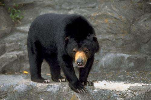 可怕! 加拿大一只黑熊竟尾随幼童溜进屋转悠!