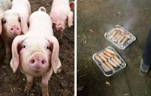 Half a year after the piglet escaped the fire, it was made into sausages and presented to the firefighters.jpg