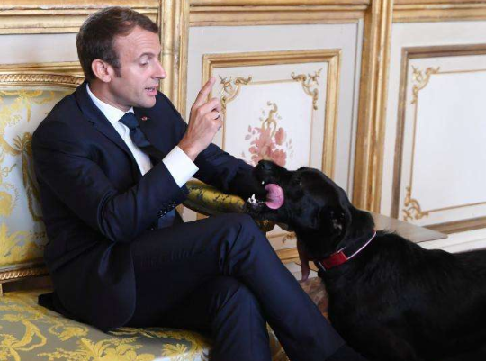 黑色流浪狗被马克龙总统收养 逆袭成'法国第一犬'