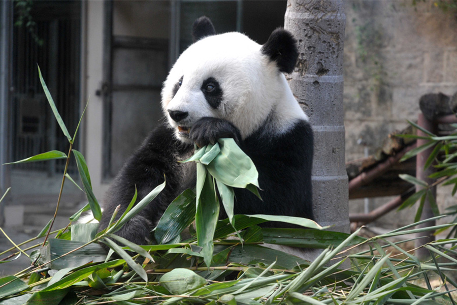 The "Panpan" prototype panda passed away.jpg
