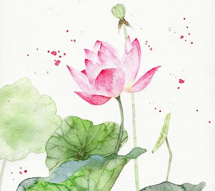 lotus