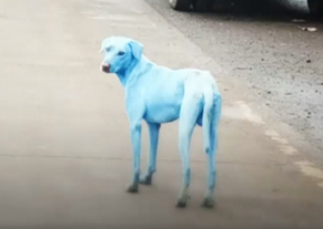 印度发现全身蓝色的狗狗 疑因环境污染所致