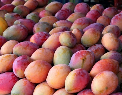 泰国研究员开发出能抗癌的芒果新品种