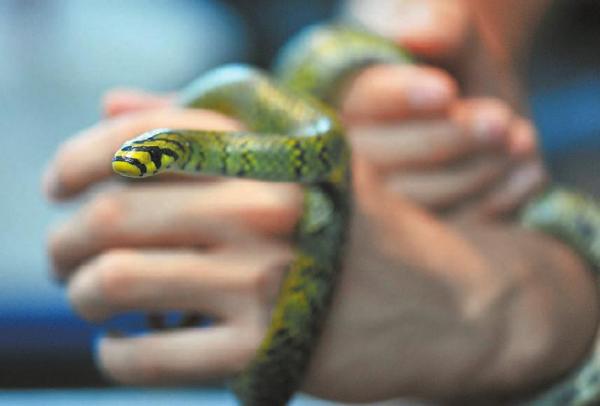 中国科学家首次成功繁育世上最美的蛇!
