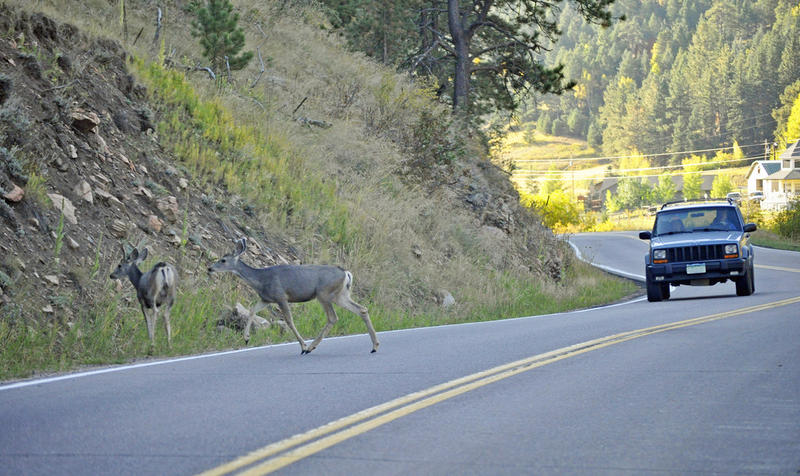deer.jpg deer.jpg