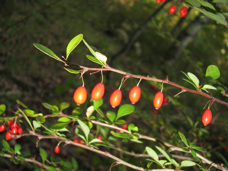 barberry.jpg barberry.jpg