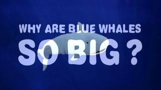 为什么蓝鲸那么大?