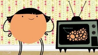 通过洗洁精来深入了解细胞膜