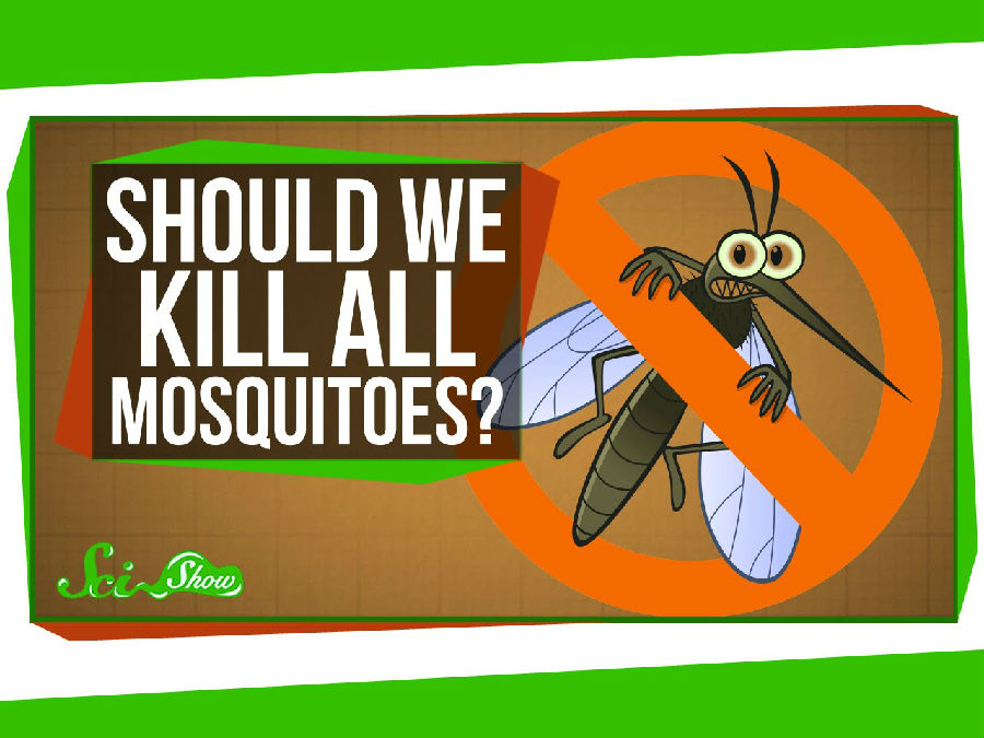 蚊子灭绝会怎样