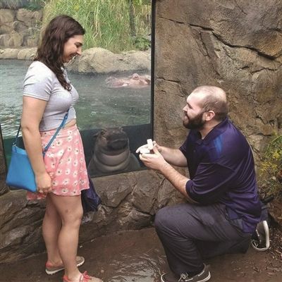 有趣! 男子在动物园求婚被河马凝视!