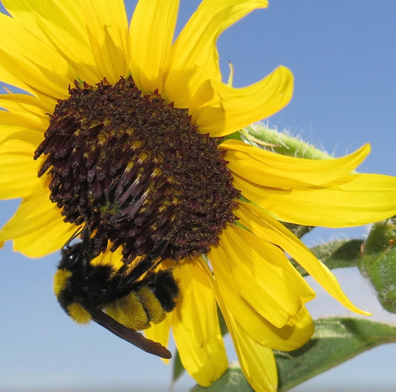 Bombus pensylvanicus.jpg Bombus pensylvanicus.jpg