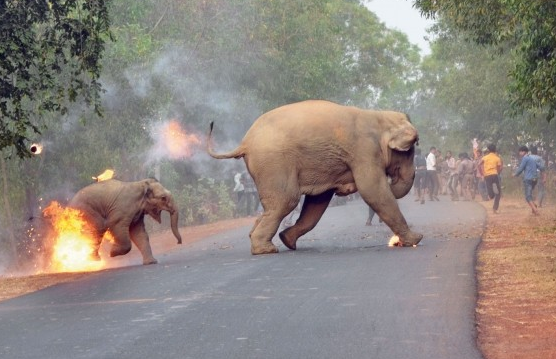 讽刺! 两头大象逃离暴民的照片获得摄影大奖!
