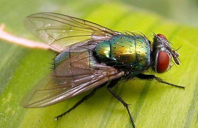 科学家称苍蝇能给验尸提供线索