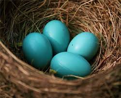 为什么鸟类的蛋的颜色各异?