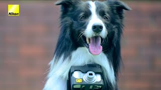 尼康照相机广告 狗狗也能当摄影师