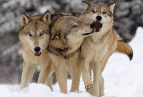 为什么狼在团队合作上比狗狗更胜一筹呢?