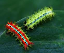 Cannibalism helps caterpillars fight infectious diseases.jpg