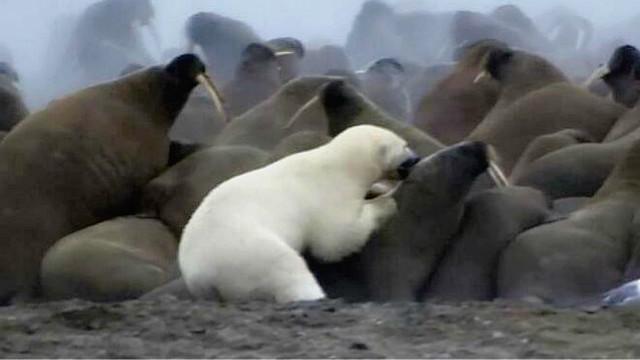 BBC纪录片 地球脉动