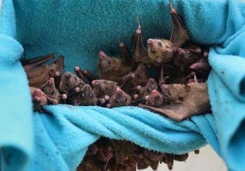 Research shows that little bats can learn different dialects.jpg