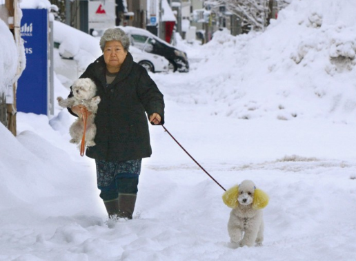 日本人口老龄化致狗狗失宠