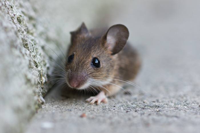 这一基因治疗使小鼠恢复听力——人类耳聋有望治愈.jpg