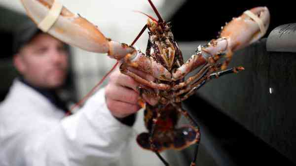 瑞士政府将禁止煮活龙虾 需先将其弄晕
