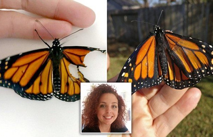 An American fashion designer accidentally added wings to a butterfly to become an Internet celebrity.jpg