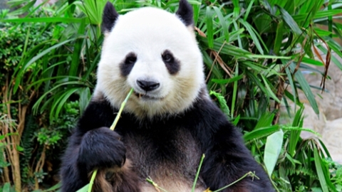 Research reveals why giant pandas love to eat bamboo.jpg