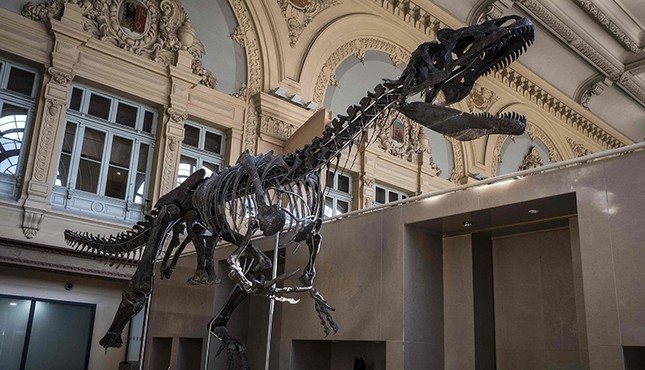 法国将拍卖神秘恐龙骨架 估价达180万欧元
