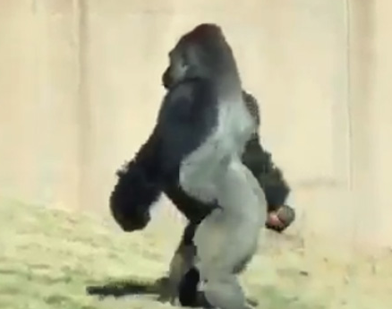 美国一大猩猩为保持双手清洁而直立行走!