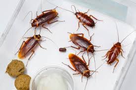 Cockroaches’ ability to survive anything is written in their DNA