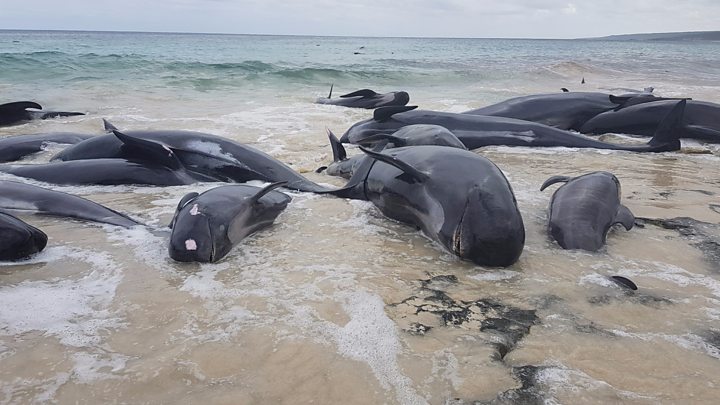 More than 150 pilot whales stranded on Australian beaches.jpg
