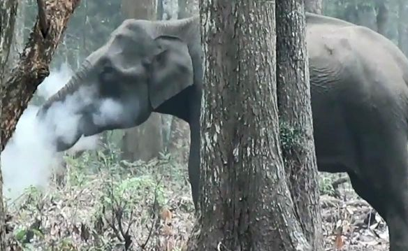 神奇的一幕 大象竟然被拍到吞云吐雾!
