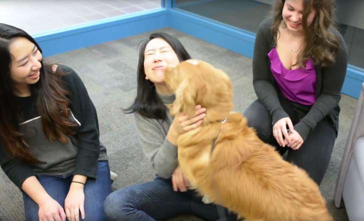 Treatment dogs can reduce the stress of college students.jpg